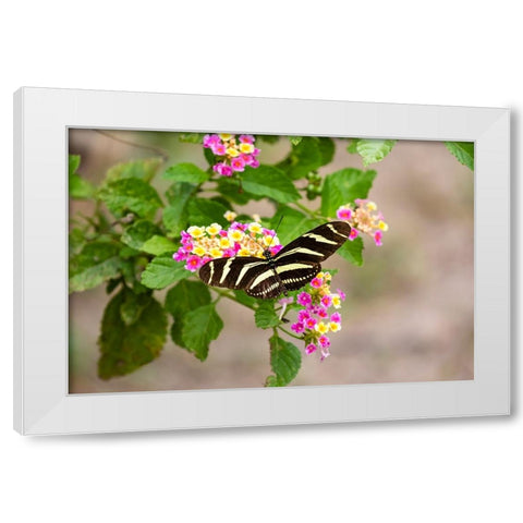 Zebra Heliconian feeding White Modern Wood Framed Art Print by Ditto, Larry