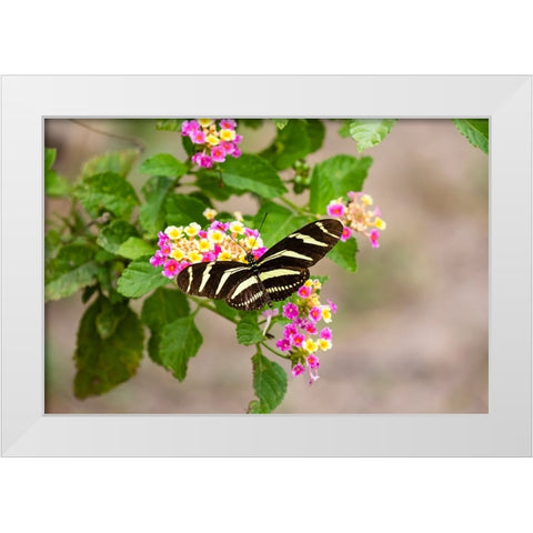 Zebra Heliconian feeding White Modern Wood Framed Art Print by Ditto, Larry