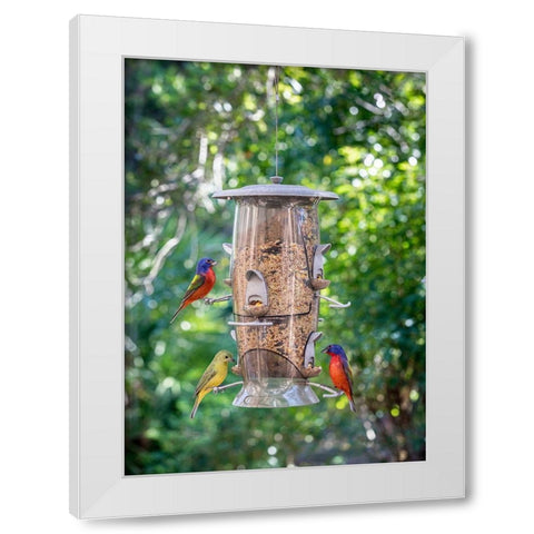Beautiful painted buntings-male and female on backyard feeder seen from window White Modern Wood Framed Art Print by Richardson, Larry