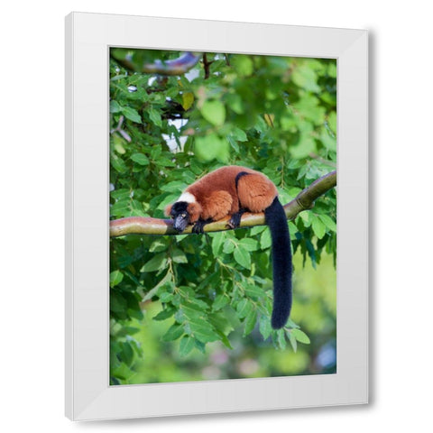 Red-ruffed lemur seeks refuge in a tree White Modern Wood Framed Art Print by Richardson, Larry