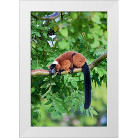 Red-ruffed lemur seeks refuge in a tree White Modern Wood Framed Art Print by Richardson, Larry
