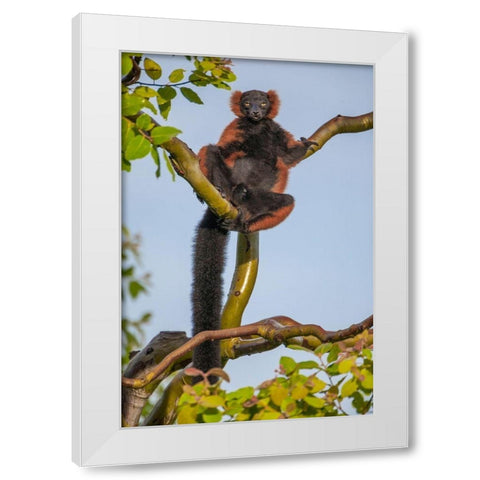 Red-ruffed lemurs relax in a tree White Modern Wood Framed Art Print by Richardson, Larry