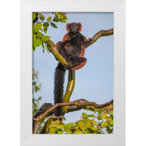 Red-ruffed lemurs relax in a tree White Modern Wood Framed Art Print by Richardson, Larry