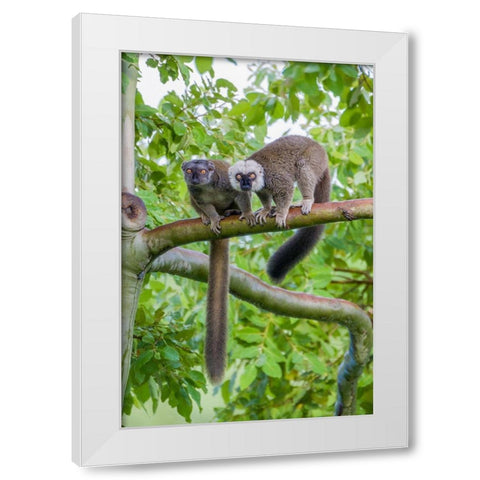 Arboreal white-fronted brown lemurs take refuge in a tree White Modern Wood Framed Art Print by Richardson, Larry