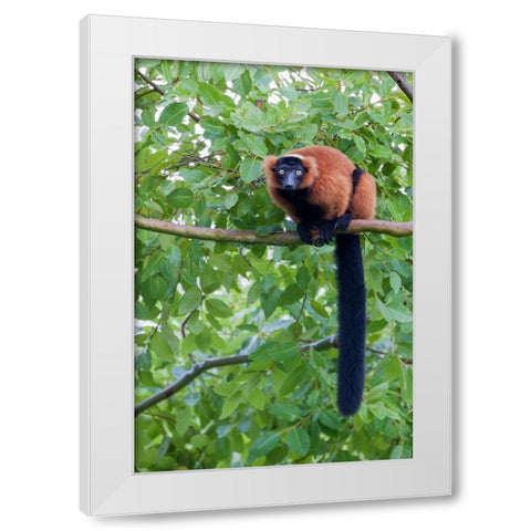 Red-ruffed lemur seeks refuge in a tree White Modern Wood Framed Art Print by Richardson, Larry
