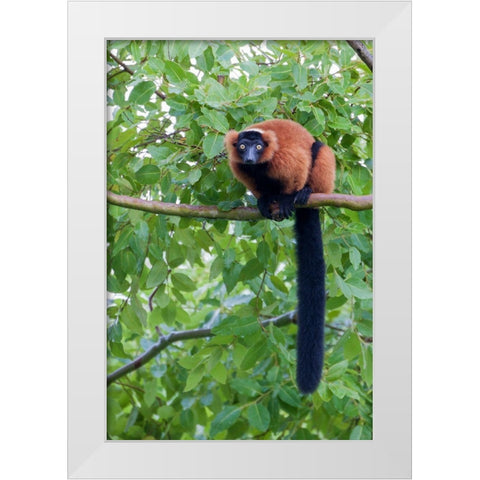 Red-ruffed lemur seeks refuge in a tree White Modern Wood Framed Art Print by Richardson, Larry