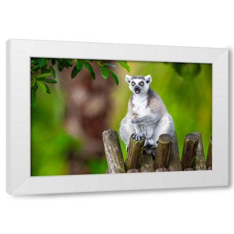A ring-tailed lemur squats atop a hut-eating White Modern Wood Framed Art Print by Richardson, Larry