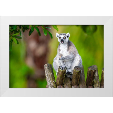 A ring-tailed lemur squats atop a hut-eating White Modern Wood Framed Art Print by Richardson, Larry