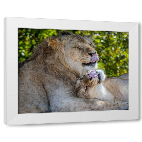 Two young lions trade licks at a local zoo White Modern Wood Framed Art Print by Richardson, Larry