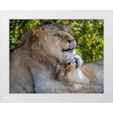 Two young lions trade licks at a local zoo White Modern Wood Framed Art Print by Richardson, Larry