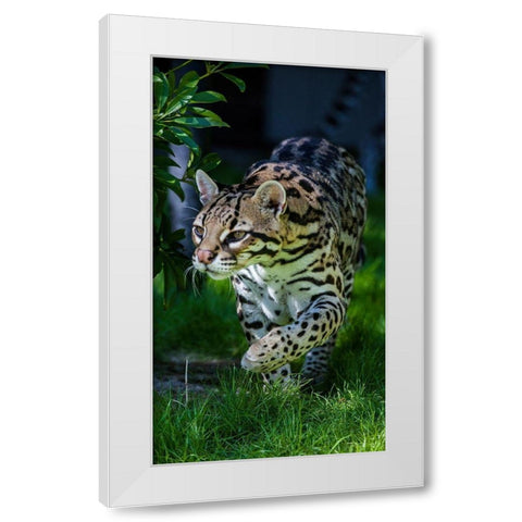 An ocelot at a local zoo White Modern Wood Framed Art Print by Richardson, Larry