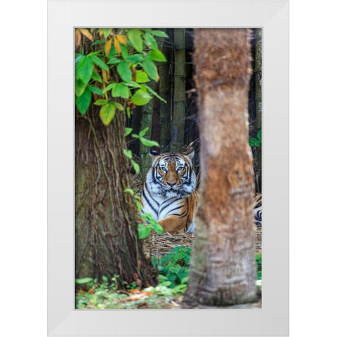 A Malayan tiger maintains a restful vigil White Modern Wood Framed Art Print by Richardson, Larry