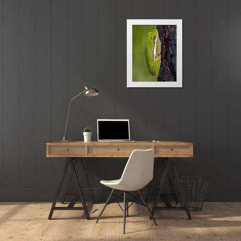 A green treefrog takes refuge among the furrows of bark of a slash pine tree in southern-Florida White Modern Wood Framed Art Print by Richardson, Larry