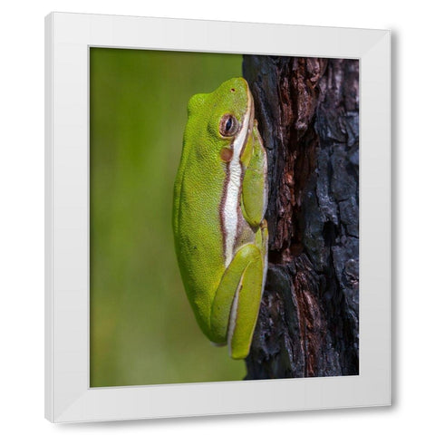 A green treefrog takes refuge among the furrows of bark of a slash pine tree in southern-Florida White Modern Wood Framed Art Print by Richardson, Larry