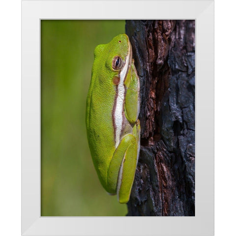 A green treefrog takes refuge among the furrows of bark of a slash pine tree in southern-Florida White Modern Wood Framed Art Print by Richardson, Larry