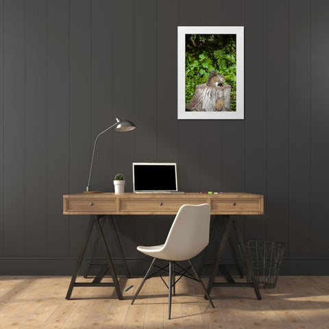 A grey squirrel feeds on bird seeds cached on a tree stump White Modern Wood Framed Art Print by Richardson, Larry