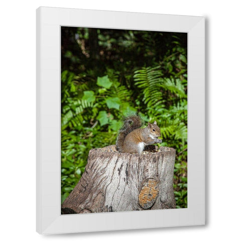 A grey squirrel feeds on bird seeds cached on a tree stump White Modern Wood Framed Art Print by Richardson, Larry