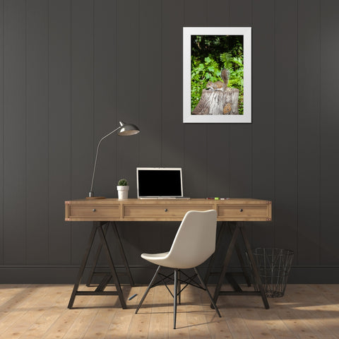 A grey squirrel feeds on bird seeds cached on a tree stump White Modern Wood Framed Art Print by Richardson, Larry