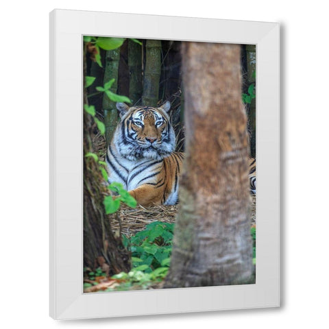 A Malayan tiger maintains a restful vigil White Modern Wood Framed Art Print by Richardson, Larry