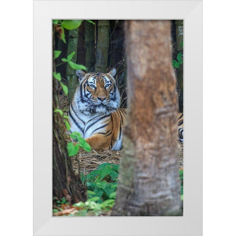 A Malayan tiger maintains a restful vigil White Modern Wood Framed Art Print by Richardson, Larry