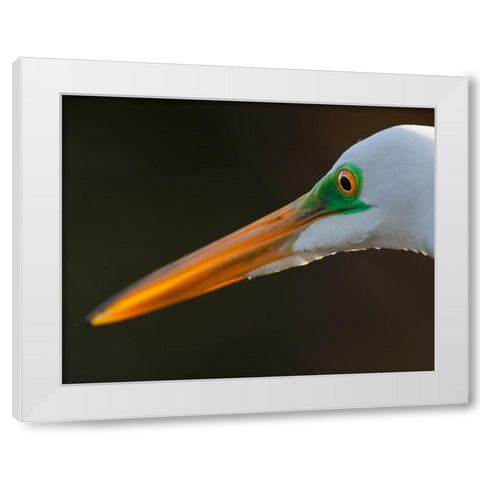 Bright green lores identify a great egret in breeding plumage White Modern Wood Framed Art Print by Richardson, Larry