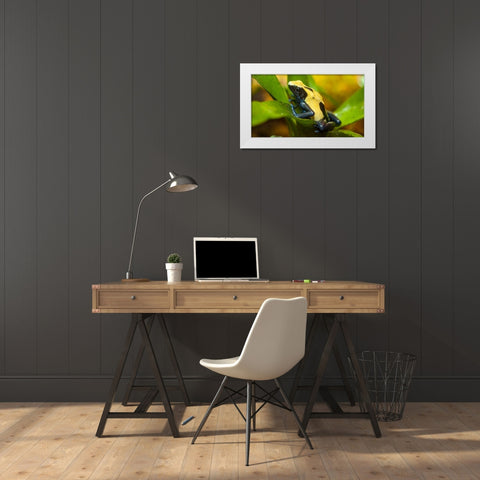 Poison dart frogs are highly poisonous White Modern Wood Framed Art Print by Richardson, Larry