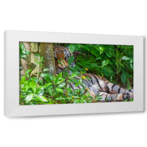 A Malayan tiger maintains a restful vigil White Modern Wood Framed Art Print by Richardson, Larry