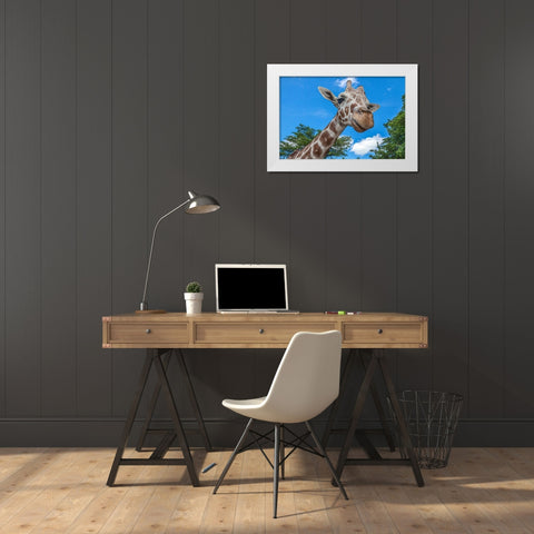 A reticulated giraffes height gives it a downward glance White Modern Wood Framed Art Print by Richardson, Larry