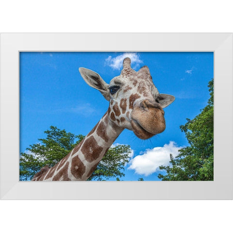 A reticulated giraffes height gives it a downward glance White Modern Wood Framed Art Print by Richardson, Larry