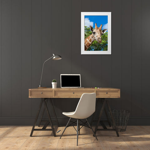 A reticulated giraffes height gives it a downward glance White Modern Wood Framed Art Print by Richardson, Larry