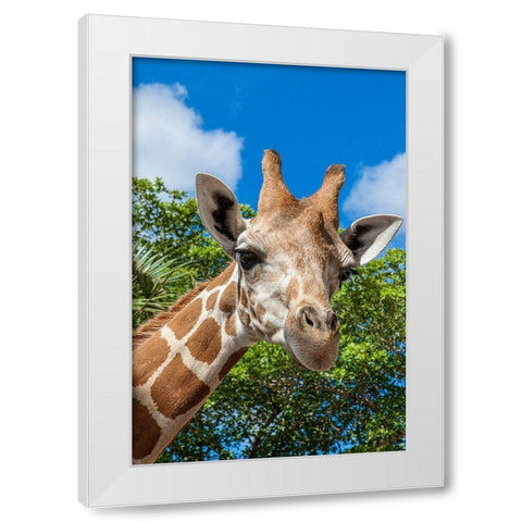 A reticulated giraffes height gives it a downward glance White Modern Wood Framed Art Print by Richardson, Larry
