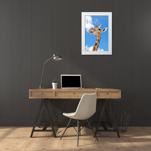 A reticulated giraffes height gives it a downward glance White Modern Wood Framed Art Print by Richardson, Larry