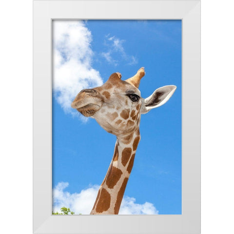 A reticulated giraffes height gives it a downward glance White Modern Wood Framed Art Print by Richardson, Larry