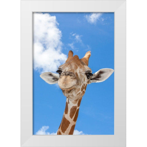 A reticulated giraffes height gives it a downward glance White Modern Wood Framed Art Print by Richardson, Larry