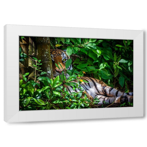 A Malayan tiger maintains a restful vigil White Modern Wood Framed Art Print by Richardson, Larry