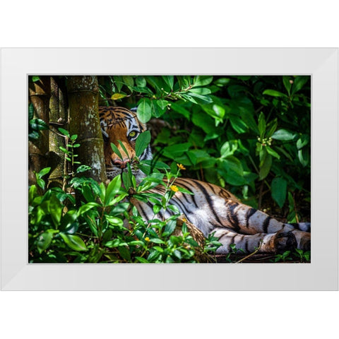 A Malayan tiger maintains a restful vigil White Modern Wood Framed Art Print by Richardson, Larry