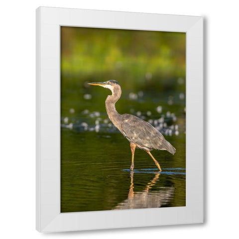 Great Blue Heron-Ardea Herodias-feeding in wetland Marion County-Illinois White Modern Wood Framed Art Print by Day, Richard and Susan