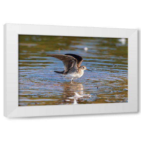 Solitary Sandpiper-Tringa solitaria-bathing in wetland Marion County-Illinois White Modern Wood Framed Art Print by Day, Richard and Susan