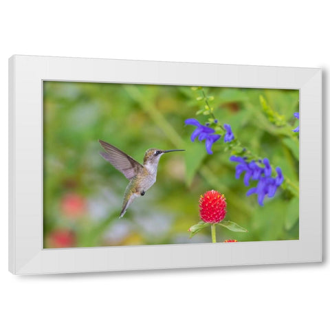Ruby-throated Hummingbird-Archilochus colubris-at Blue Ensign Salvia-Salvia guaranitica-Marion Coun White Modern Wood Framed Art Print by Day, Richard and Susan