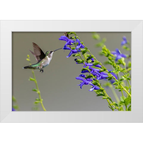 Ruby-throated Hummingbird-Archilochus colubris-at Blue Ensign Salvia-Salvia guaranitica-Marion Coun White Modern Wood Framed Art Print by Day, Richard and Susan