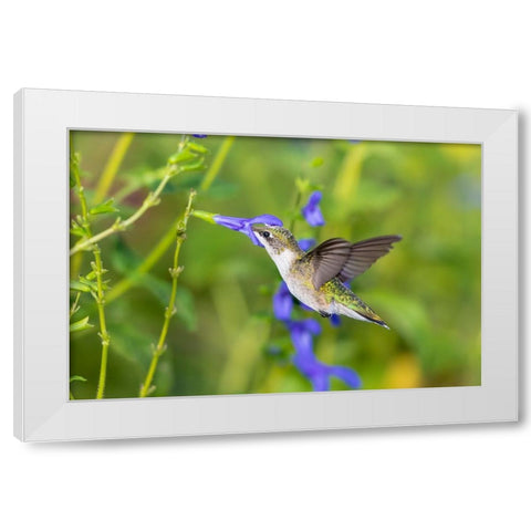 Ruby-throated Hummingbird-Archilochus colubris-at Blue Ensign Salvia-Salvia guaranitica-Marion Coun White Modern Wood Framed Art Print by Day, Richard and Susan