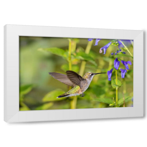 Ruby-throated Hummingbird-Archilochus colubris-at Blue Ensign Salvia-Salvia guaranitica-Marion Coun White Modern Wood Framed Art Print by Day, Richard and Susan