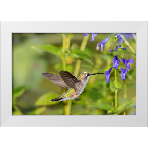 Ruby-throated Hummingbird-Archilochus colubris-at Blue Ensign Salvia-Salvia guaranitica-Marion Coun White Modern Wood Framed Art Print by Day, Richard and Susan