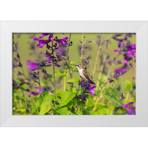 Ruby-throated Hummingbird-Archilochus colubris-at Salvia Purple and Bloom-Salvia guaranitica-Marion White Modern Wood Framed Art Print by Day, Richard and Susan