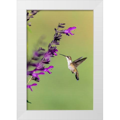 Ruby-throated Hummingbird-Archilochus colubris-at Salvia Purple and Bloom-Salvia guaranitica-Marion White Modern Wood Framed Art Print by Day, Richard and Susan