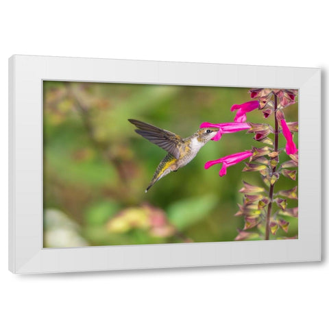 Ruby-throated Hummingbird-Archilochus colubris-at Salvia Fuchsia Rockin Fuchsia-Salvia hybrid-Mario White Modern Wood Framed Art Print by Day, Richard and Susan