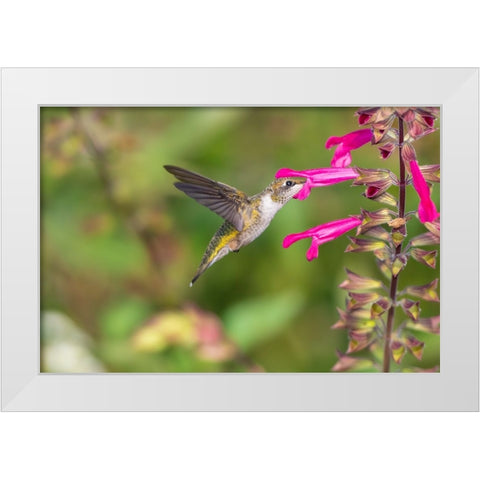 Ruby-throated Hummingbird-Archilochus colubris-at Salvia Fuchsia Rockin Fuchsia-Salvia hybrid-Mario White Modern Wood Framed Art Print by Day, Richard and Susan