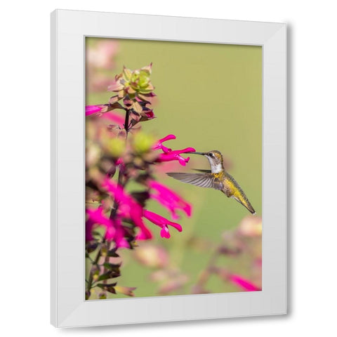 Ruby-throated Hummingbird-Archilochus colubris-at Salvia Fuchsia Rockin Fuchsia-Salvia hybrid-Mario White Modern Wood Framed Art Print by Day, Richard and Susan