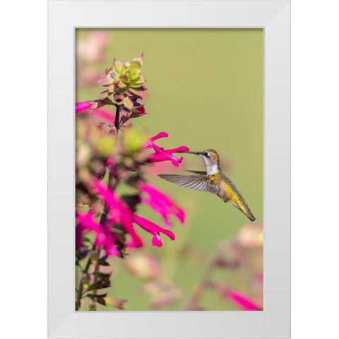Ruby-throated Hummingbird-Archilochus colubris-at Salvia Fuchsia Rockin Fuchsia-Salvia hybrid-Mario White Modern Wood Framed Art Print by Day, Richard and Susan