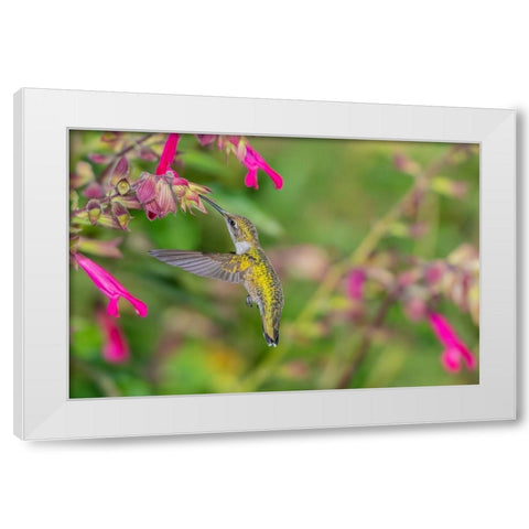 Ruby-throated Hummingbird-Archilochus colubris-at Salvia Fuchsia Rockin Fuchsia-Salvia hybrid-Mario White Modern Wood Framed Art Print by Day, Richard and Susan